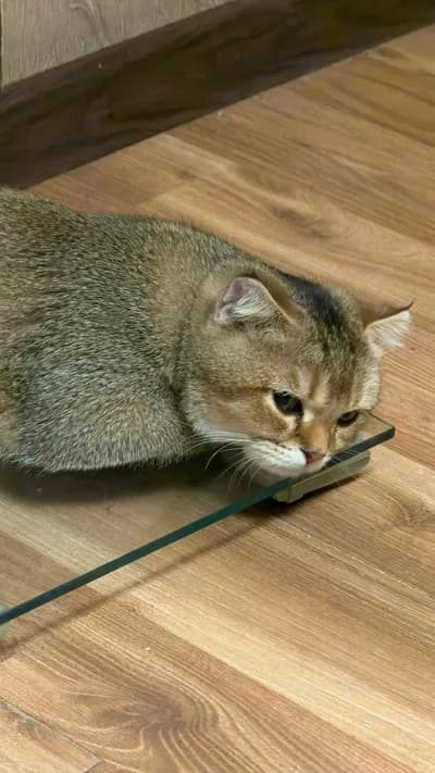 British Shorthair Kedimiz Sahiplendirilecektir, British Shorthair Kedi, Gemerek / Sivas