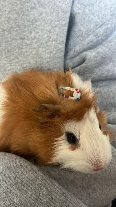 Ginepig - Ginepig - İstanbul