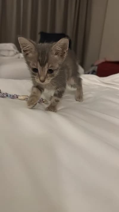 Hemen - Bilinmiyor Kedi - Antalya
