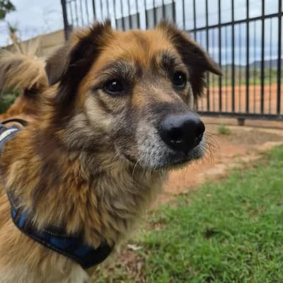 Gezmeyi Çok Seven Paşa - Spitz Köpek - Ankara