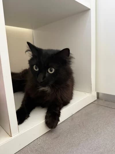 Siyah kedimiz için kalıcı bir yuva arıyoruz, Karışık / Melez Kedi, Merkez / Amasya