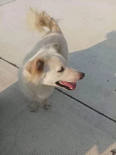 Kalıcı bir yuva arıyoruz, Spitz Köpek, Gölbaşı / Adıyaman