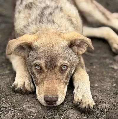 Büyüdüğünde Harika Bir Sadık Dost Olacak Özel Görünümlü Yavru - Köpek - İstanbul