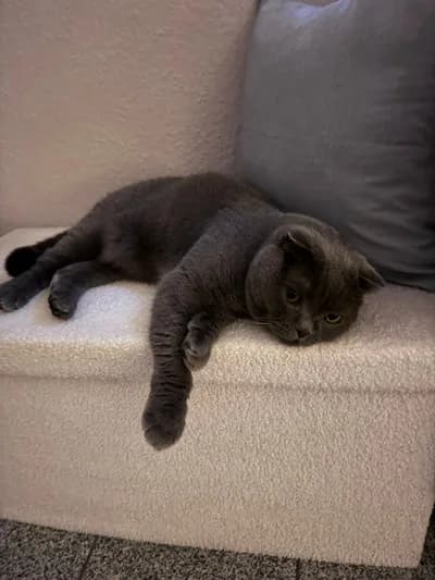 Ev Ortamına Alışkın Gri Scottish Fold Bulut - Scottish Fold Kedi - İzmir
