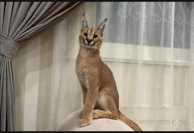 Sevimli karakal yavruları mevcuttur. - Bengal Kedi - İstanbul