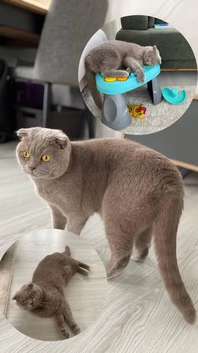 Şebit yeni yuvasını arıyor - Scottish Fold Kedi - İstanbul