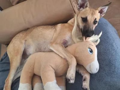 Maya’ya Gerçekten Bakabilecek Güzel Bir Yuva Arıyorum - Köpek - İstanbul