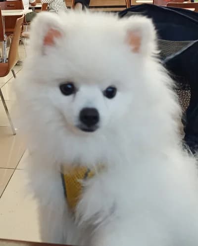 POMERİAN BOO - Pomeranian Köpek - Antalya