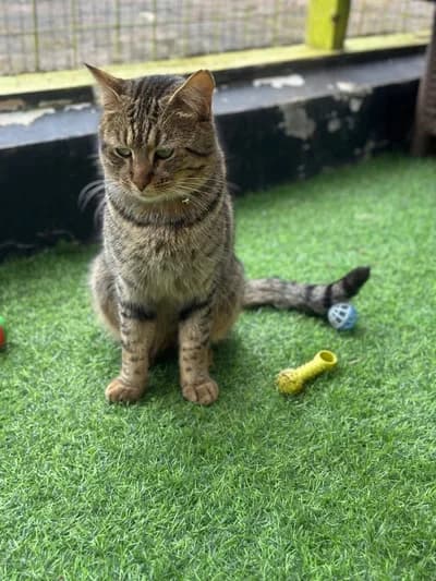 Yeşil gözlü tekir kedimizi sahiplendirmek istiyoruz, Karışık / Melez Kedi, Çorlu / Tekirdağ