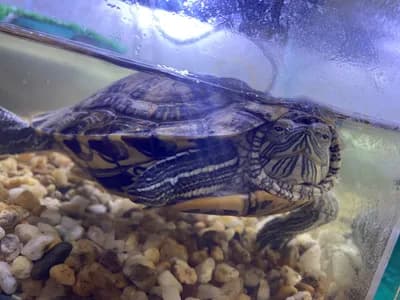 🐢 Tatlı Su Kaplumbağama Geniş ve Güzel Bir Yuva Arıyorum - Kırmızı Yanaklı Su Kaplumbağası Balık - İstanbul