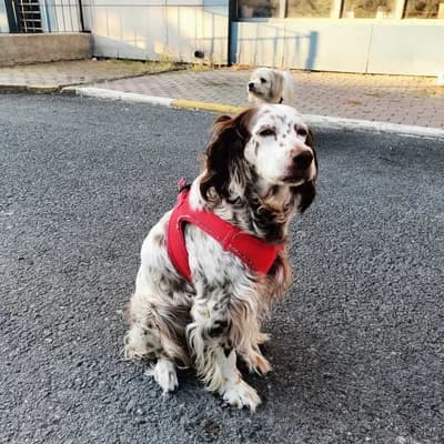 Nazlı Orjinal İngiliz Setter Aciliyeti var - English Setter Köpek - İstanbul