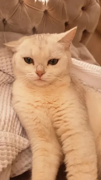 Latte, British Shorthair Kedi, Lalapaşa / Edirne