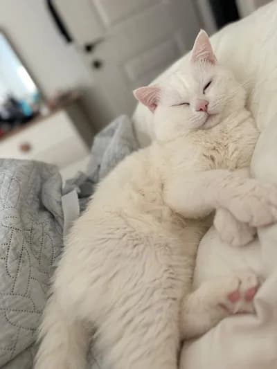 Beyaz güzelimize ömürlük yuva arıyoruz - Melez Kedi - İstanbul