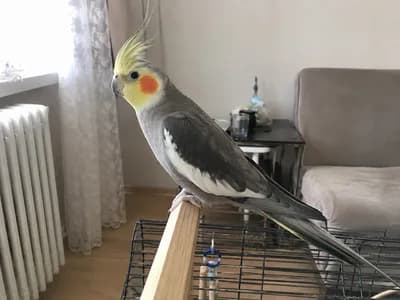 Ev Ortamına Alışık Erkek Sultan Papağanı - Kuş - Ankara