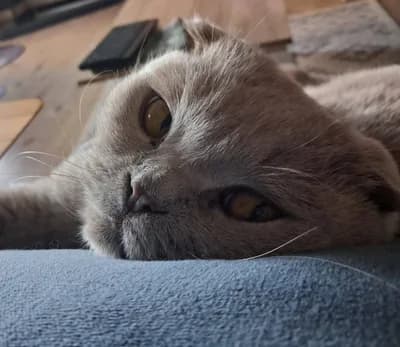 Sakin Mizaçlı Scottish Fold Duman Yeni Ailesini Arıyor - Scottish Fold Kedi - İstanbul