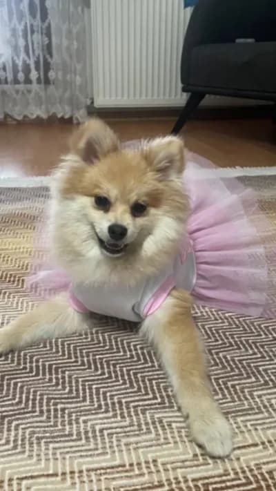 Pomerian - Pomeranian Köpek - İstanbul