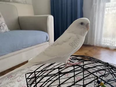 Muhabbet Kuşumuz Yeni Sahibine Hazır - Kuş - İstanbul