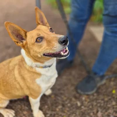 Zeyna’ya Bakabilecek Güvenilir Bir Yuva - Melez Köpek - Adana
