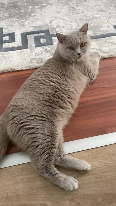 British kedimize yuva - British Shorthair Kedi - İstanbul