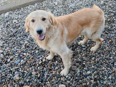 İnsan Canlısı, Enerjik Golden Retriever Sahiplendirme - Golden Retriever Köpek - İstanbul