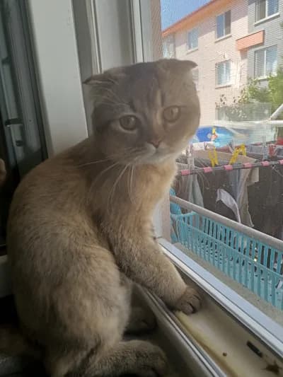 Sahiplendirme - British Shorthair Kedi - Afyonkarahisar