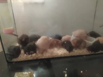 Hamster - Suriye Hamsterı - Ankara