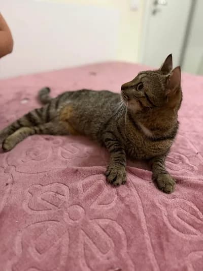 Evini bu tekirle paylaşmak isteyen var mı?, Tekir Kedi, Bahşılı / Kırıkkale