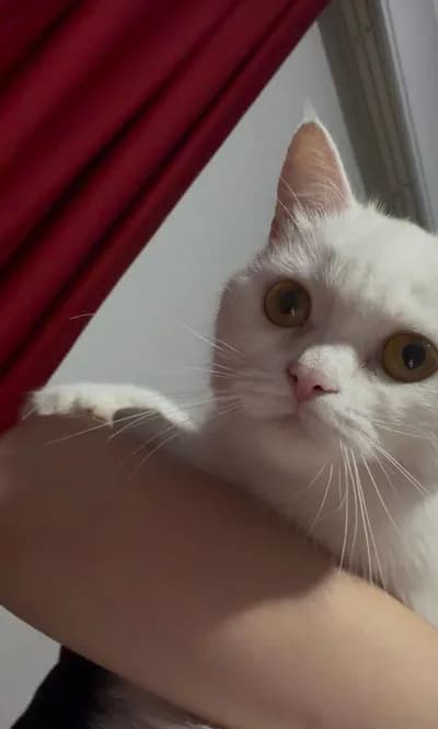 Uysal kediyi sokaktan bulduk - Scottish Fold Kedi - Ankara