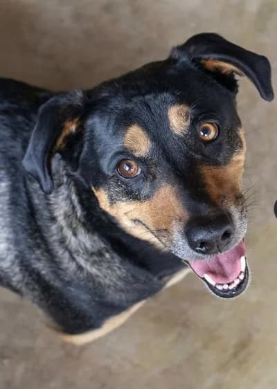 Kara Oğlanı Sahiplendiriyoruz, Karışık / Melez Köpek, Sındırgı / Balıkesir