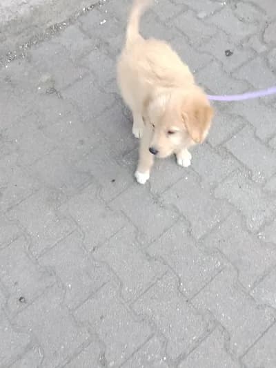 Golden retreiver yavru köpek - Golden Retriever Köpek - İstanbul