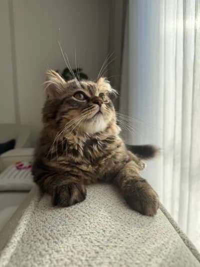 Kömür’e sevgi dolu kalıcı bir yuva arıyoruz - Melez Kedi - İstanbul