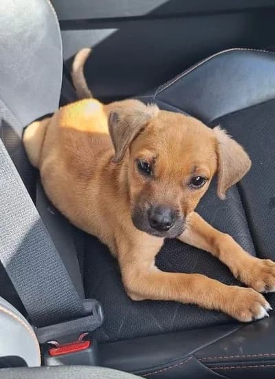Minik Fındık’a Onu Gerçekten Sevecek Bir Yuva Arıyorum - Melez Köpek - Uşak