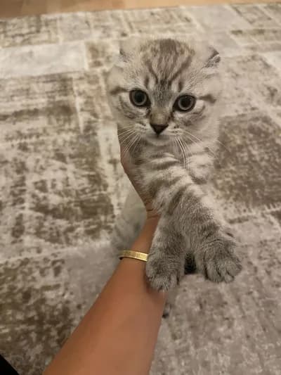 3 aylık Scottish - Scottish Fold Kedi - Çorum