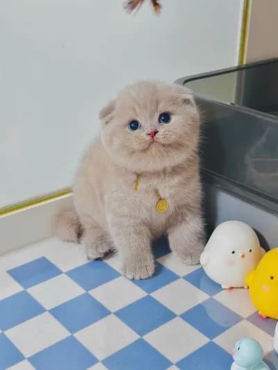Minik Lokum Yeni Evine Hazır - Scottish Fold Kedi - İstanbul