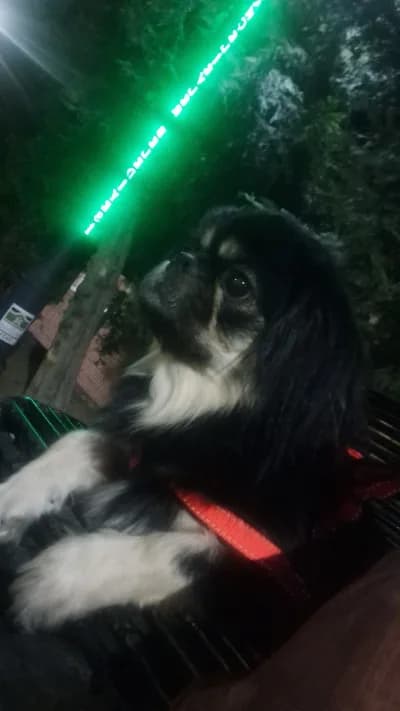 Yuva arıyorum - Pekinez Köpek - İstanbul