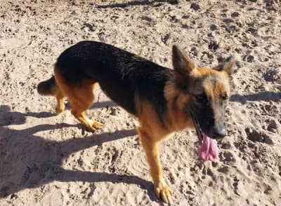 Genç Alman Kurdu Atlas Sahiplendirilecektir, Alman Çoban (Alman Kurdu) Köpek, Merkez / Edirne