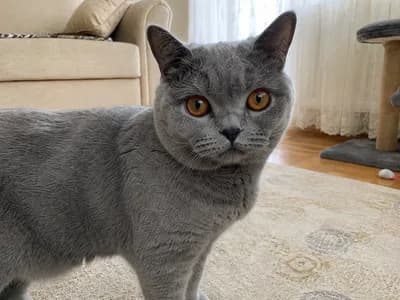 Gri British Shorthair İçin Güzel Bir Yuva Arıyoruz - Scottish Fold Kedi - İzmir