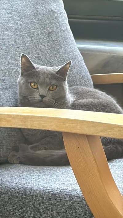 Acil sahiplendirmek istiyoruz - British Shorthair Kedi - Ankara