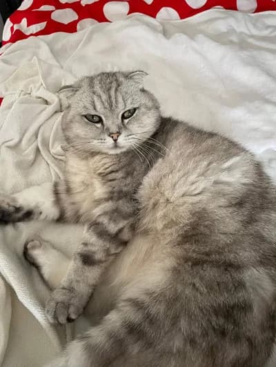 Güzeller Güzeli Scottish Fold Luna Yeni Yuvasını Arıyor, Scottish Fold Kedi, Dörtdivan / Bolu
