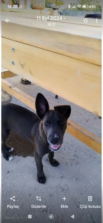 Belçika kırdu sahiplendirilecektir - Belçika Malinois Köpek - İzmir