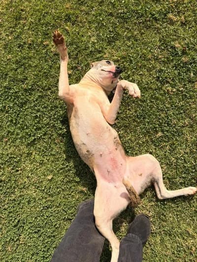 Topu Görünce Dünyayı Unutan Maya - Terrier (Bull) Köpek - İzmir