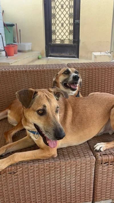 Bahçeli Evde Yaşamaya Alışkın, İnsan Canlısı Sadık Dostlar - Köpek - Edirne