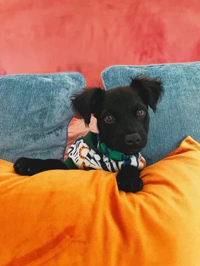 Miniğimize Güzel Bir Aile Arıyoruz - Köpek - İstanbul