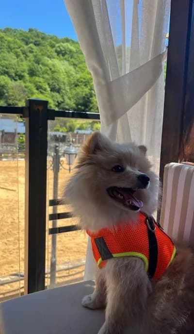 Tilki surat boo yuva arıyor - Pomeranian Köpek - Tekirdağ