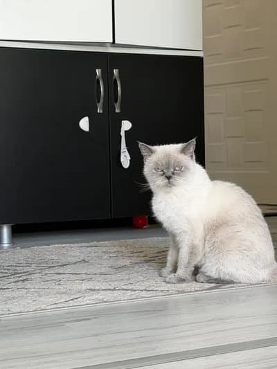 Pamuk kedimize ömürlük yuva - British Shorthair Kedi - Bursa