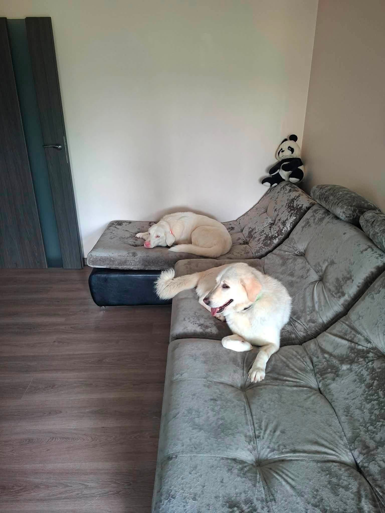 Ev Yaşamına Tam Uyumlu, Eğitimli & Sosyal Can Dostlarımız, Karışık / Melez Köpek, Keskin / Kırıkkale