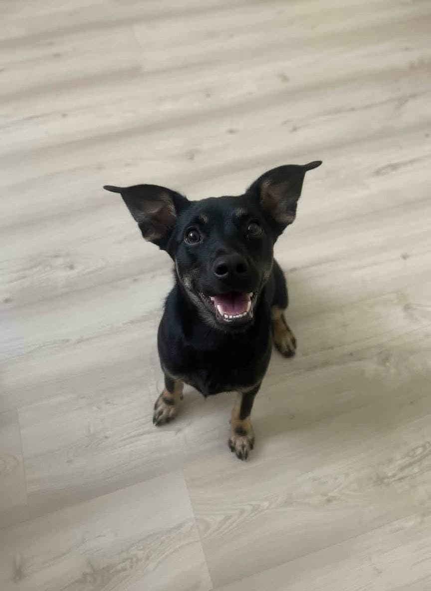 Sokağa/Dışarıya Verilemez, Zamanımız Azaldı!, Pinscher Köpek, Bağcılar / İstanbul