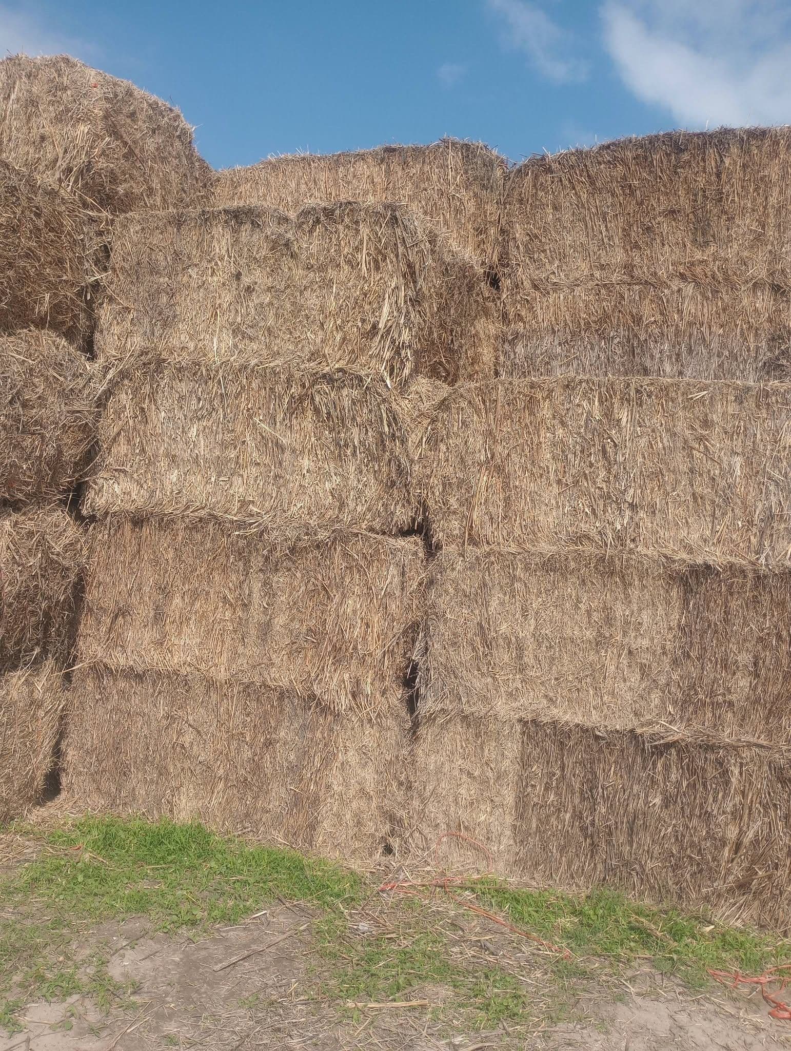 Yeni Sezon Tozsuz ve Kuru Büyük Kare Buğday Samanı Balyası (Toplu Satılık), Büyükbaş Yemi, Hayrabolu / Tekirdağ