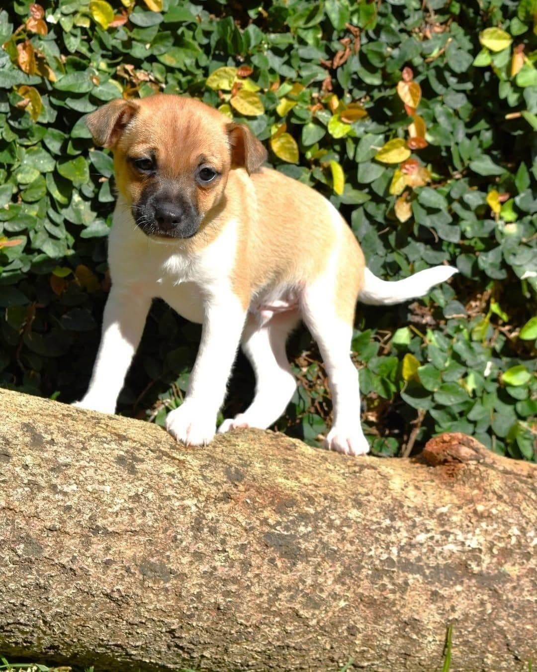 Oyuncu Terrier Yavru - Terrier Köpek - İstanbul