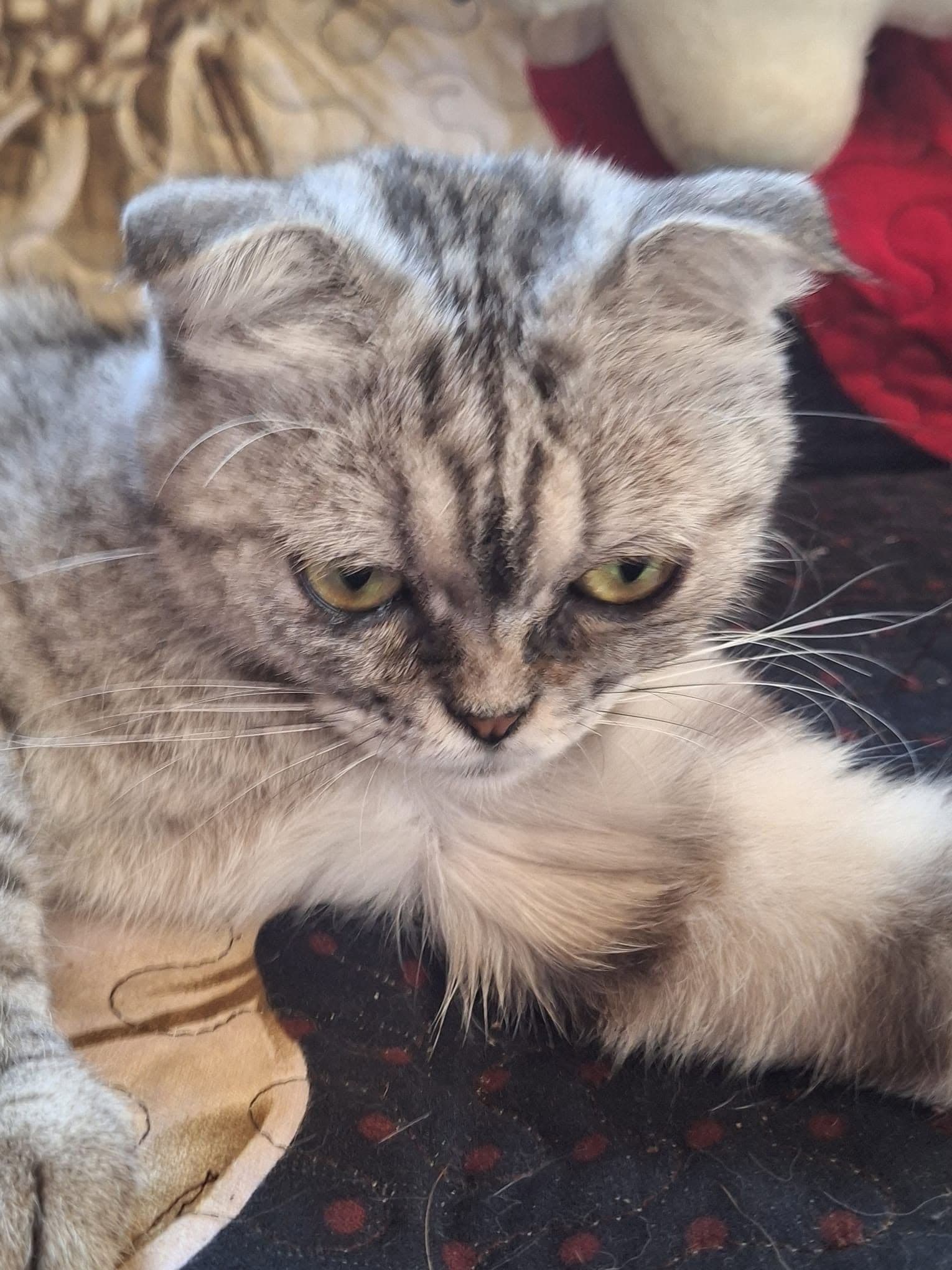 Evimizin Uysal Üyesi Scottish Fold Silver Tabby - Sahiplendirme, Scottish Fold Kedi, Derinkuyu / Nevşehir